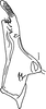 Stylus on Bretega ensiverpa Stiller, 2017: Stylus. (Observation).