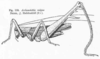 Arrhenotettix valgus Beier, 1949: Fig. 110. male (tegmina length 24-27 mm, hind femora 28-32 mm). (Otu).
