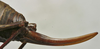 CollectionObject 1535228; 397bfd44-c829-4a92-8a79-d624139431bf: female ovipositor (lectotype). (CollectionObject).