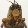 CollectionObject 1535098; 40ff5075-b72a-4d43-877d-58701b308f2b: male face (syntype). (CollectionObject).