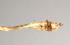 CollectionObject 1562150; ac44a805-3df0-439b-9533-8168752763e5: copyright Natural History Museum, London. male: end of abdomen, ventral view (holotype). (CollectionObject).