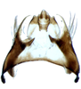 Pygofer ventral appendages, ventral view: !! display not done !! on Jassargus (Jassargus) distinguendus (Flor, 1861): Pygofer ventral appendages, ventral view. (Observation).