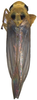 Habitus, dorsal view on Anufrievia falcata Yang & Zhang, 2018: Habitus. (Observation).