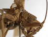 CollectionObject 1529704; a80cf5c5-1e65-4c2c-abac-e02e568bcdb7: male pronotum, lateral view (holotype). (CollectionObject).