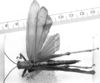 CollectionObject 1523922; 5527d360-425c-43bb-a0e0-e68e29037521: Image Carbonell, C.S. male, dorsal view (syntype of Tropidacris fabricii). (CollectionObject).