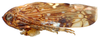 Habitus, lateral view: Bahita infuscata, lateral habitus (NMNH). (Observation).