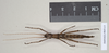 CollectionObject 1558491; NHMUK(SF IMPORT DUPLICATE) 845113, da0d62ff-91fa-4458-a25f-71e0b5f579fe: copyright Natural History Museum, London. female (holotype). (CollectionObject).