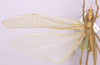 CollectionObject 1479197; 7877ccdf-e17b-4fd1-acbf-17e7c8cd566a: female, dorsal view. (CollectionObject).