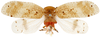 Habitus, dorsal view on Messena nebulosa Stål, 1863: (Observation).