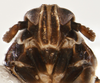 Head: !! display not done !! on Pissonotus albivultus Morgan & Beamer, 1949: (Observation).