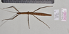 CollectionObject 1597630; 6df43b93-5df6-4a26-a9cb-5a053f30b9e2: copyright QM. female, dorsal view (paratype). (CollectionObject).