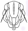 Head: !! display not done !! on Tetralidia prolata (Bortolli Chiamolera & Cavichioli, 2004): Head, frontal view. (Observation).