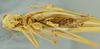 CollectionObject 1532178; 1adf74d6-67cd-4568-838a-21950ab0adc9: male head, thorax and abdomen, ventral view (syntype). (CollectionObject).