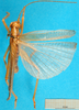 CollectionObject 1502563; e3efe046-4351-42bf-ba66-f220fad41787: male, dorsal view. (CollectionObject).