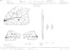 tegmina and hind femur. Depicts Typophyllum morrisi Braun, 2015, an Otu.