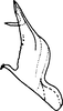 Aedeagus, lateral view on Asymmetrasca mona (Dworakowska, 1994): Aedeagus, lateral view. (Observation).