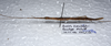 CollectionObject 1576073; 9a362657-865f-458c-a7f9-70a83a2416a5: copyright ZRC, Singapore. male, lateral view (paratype). (CollectionObject).