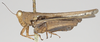 CollectionObject 1580735; cc2a2801-60da-4cb1-b746-7e5558c29b4c: male, lateral view (syntype). (CollectionObject).