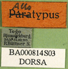 CollectionObject 1502324; 2358f8fc-5b4d-423b-a9fb-515755fd94f2, DORSA BA000814S03: labels (syntype). (CollectionObject).