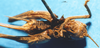 CollectionObject 1575886; 7a942671-95cc-46f3-8865-1cefc91a5e20, DORSA D026SF01: female, ventral view. (CollectionObject).