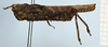 CollectionObject 1506057; 7b80c58c-b61c-4111-9773-dd2630ba0784: female, lateral view (holotype of Mazarredia indotata). (CollectionObject).