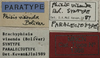 labels (paralectotype). Depicts CollectionObject 1535998; 4cbcc000-5f9e-45f2-baaf-5eefb7a75383, a CollectionObject.