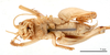 CollectionObject 1578267; 2ccd4f0b-8332-4b3c-bb6a-a228fccdbe3e: male, ventral view (paratype). (CollectionObject).