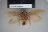 Copyright NHM, London. Male: ventral view, non-type. Depicts Eupolyphaga sinensis (Walker, 1868), an Otu.