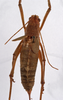 CollectionObject 1534552; ab409a91-6a6e-4d06-bb61-772477dd6f7f: female, dorsal view (holotype). (CollectionObject).