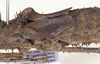 CollectionObject 1577050; 81ec4be9-24a2-4bfe-8abb-df410298d484: copyright ZIN St. Petersburg. female mid body, lateral view (paratype). (CollectionObject).;CollectionObject 1577051; 4cf9588e-6dd4-4039-86a3-4a6a7c57cbb0: copyright ZIN St. Petersburg. female mid body, lateral view (paratype). (CollectionObject).