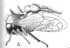 Habitus, lateral view: !! display not done !! on Cyphonia clavata (Fabricius, 1787): (Observation).