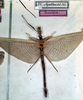 Metriophasma (Metriophasma) agathocles (Stål, 1875): copyright NMW, Vienna. female listed as agathocles (not type) from Brazil -- belongs to a different species and genus [included for information only]. (Otu).
