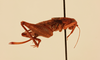 CollectionObject 2066764; 623d013f-1fb0-40bf-ade6-99a5c5fb5129, NHMUK015982400: female, lateral view (paratype). (CollectionObject).