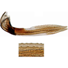 Ovipositor: Ovipositor (valv II). (Observation).