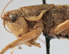 CollectionObject 1589669; b86cc67c-6595-4c42-8d0b-1ecdc7fa848b: female pronotum, lateral view. (CollectionObject).