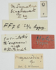 CollectionObject 1516354; e121a60b-98cb-4bb7-bd2f-8eca31ae5312: labels (holotype). (CollectionObject).
