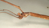 CollectionObject 1558309; NMW 761, 085c0800-dd1a-4b24-b05a-9393d17b5d27: copyright NMW, Vienna. female: head, lateral view (syntype). (CollectionObject).