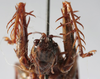 CollectionObject 1539820; aa34da54-68ae-4942-9610-98d529246d70: female face (holotype). (CollectionObject).