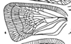 Forewing on Anthoflata ingae Fennah, 1947: (Observation).