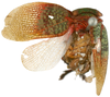 Habitus, dorsal view on Eurybrachys venustus Stål, 1863: (Observation).