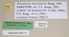 Dinophasma kinabaluense Bragg, 2001: copyright Natural History Museum, London. male, data labels (paratype). (Otu).