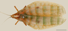 CollectionObject 1586797; 43256a56-7769-457b-b1cf-e27777361d6b: female, dorsal view, scale bar 10 mm. (CollectionObject).