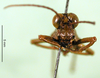 CollectionObject 1566286; 4fbf7cc6-2617-499e-bc7b-668c9088e2dc: male, frontal view (paratype). (CollectionObject).