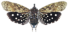 Habitus, dorsal view on Diareusa kemneri Ossiannilsson, 1940: (Observation).
