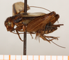 male, lateral view (holotype). Depicts CollectionObject 1499374; 1fdc1374-83c9-4cc6-b0da-4416187ea4bb, a CollectionObject.