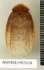 CollectionObject 1572907; 905966c8-f5e6-4dbe-9241-b250600d9c81: Copyright Natural History Museum, London. Non-type (adult male) in BM(NH). Dorsal view. (CollectionObject).