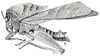 Chorotypus fenestratus Serville, 1838: Fig. 26. male habitus. (Otu).
