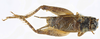 CollectionObject 1476622; 9aab332a-459d-4f9e-ae6b-e71b8501117b, MNHN-EO-ENSIF6929: male, dorsal view (holotype). (CollectionObject).