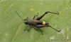 Muriciacris triflavovittata Matiotti da Costa, Pereira, Redü, Martins & Zefa, 2014: male. (Otu).