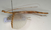 CollectionObject 1560097; NMW 1048', 74a471b3-734d-4288-ba1d-3cbac1c69baf: copyright NMW, Vienna. female, lateral view of synonym Aruanoidea liturata (paralectotype). (CollectionObject).
